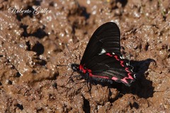 Mimoides lysithous rurik