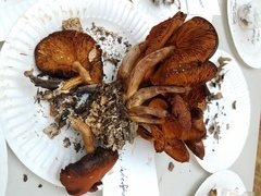 Gymnopilus luteofolius