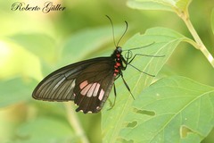 Parides neophilus eurybates