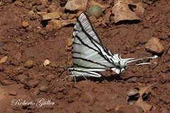 Protesilaus stenodesmus