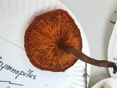 Gymnopilus suberis