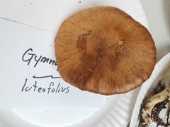 Gymnopilus suberis