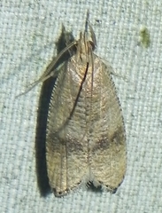 Psilocorsis quercicella