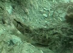 Ulvaria subbifurcata