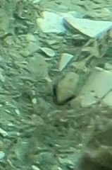 Ulvaria subbifurcata