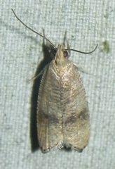 Psilocorsis quercicella