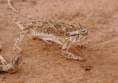 Texas Horned Lizard photo 3