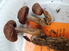 Gymnopilus suberis