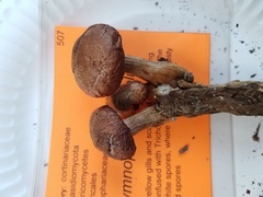Gymnopilus suberis