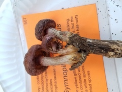 Gymnopilus suberis