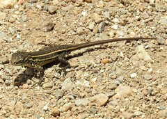Sceloporus variabilis