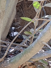 Toxostoma redivivum