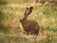 Lepus capensis