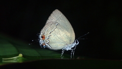 Theclopsis lydus