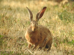 Lepus capensis