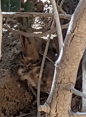 Toxostoma redivivum