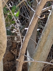 Toxostoma redivivum