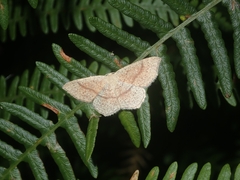Cyclophora punctaria