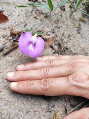 Centrosema brasilianum