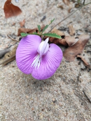 Centrosema brasilianum