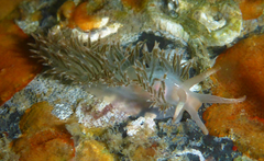 Coryphella cooperi