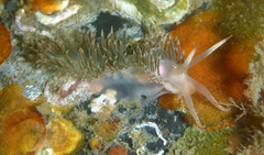 Coryphella cooperi