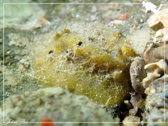 Sclerodoris apiculata