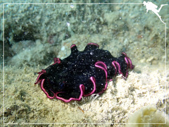 Pseudobiceros gloriosus