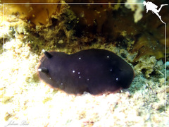 Dendrodoris nigra