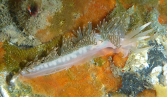 Coryphella cooperi