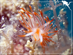 Sakuraeolis nungunoides