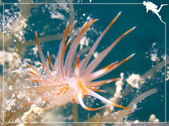 Sakuraeolis nungunoides