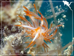 Sakuraeolis nungunoides