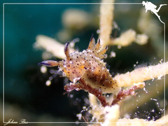 Polycera melanosticta