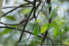 Contopus cinereus