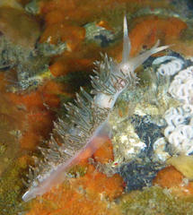 Coryphella cooperi
