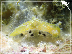 Plocamopherus pecoso