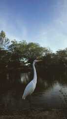 Ardea alba