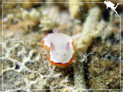 Goniobranchus rubrocornutus