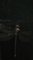 Boyeria vinosa
