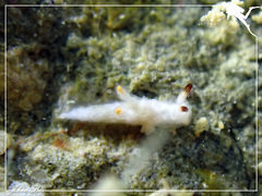 Murphydoris maracabranchia