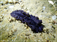 Pseudobiceros stellae