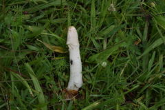 Phallus granulosodenticulatus