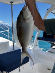 Scolopsis monogramma