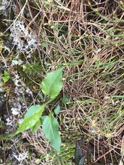 Solidago macrophylla