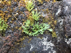 Diphasiastrum alpinum