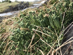 Diphasiastrum alpinum