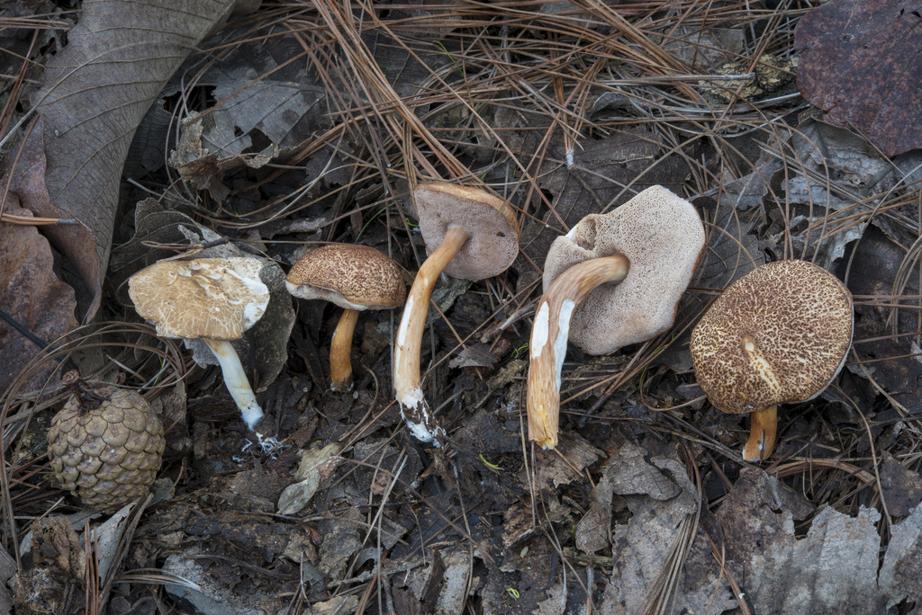 Hemiaustroboletus