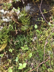 Diphasiastrum alpinum