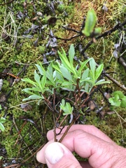 Salix argyrocarpa